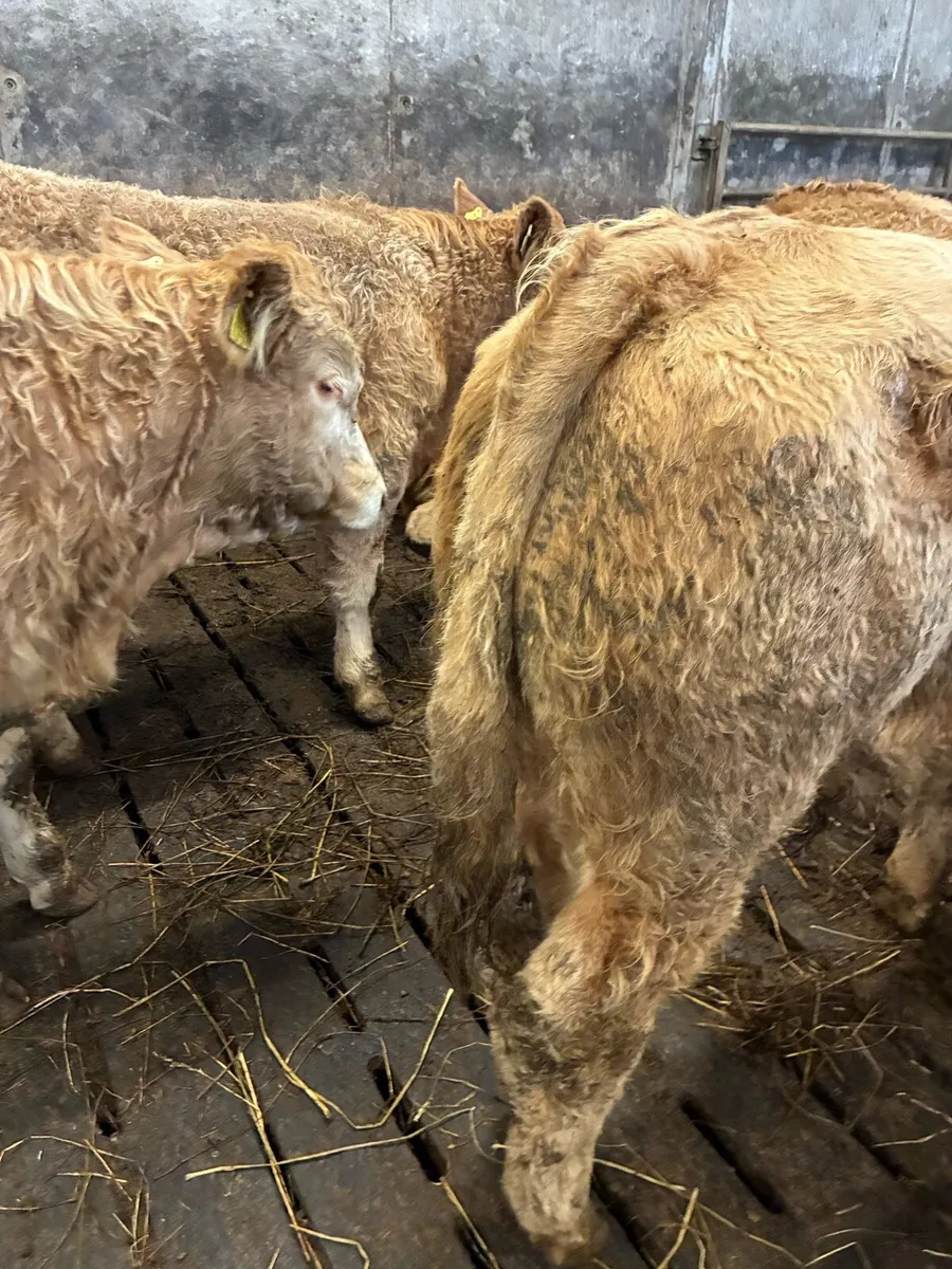 40 SUPER QUALITY LIM/CH BULL WEANLINGS 330/340KG - Image 1