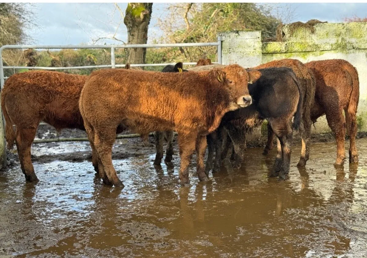⭐️6 Super Limousine Bull Weanlings⭐️ - Image 1