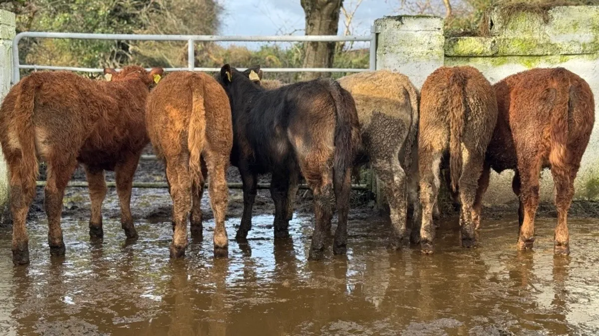 ⭐️6 Super Limousine Bull Weanlings⭐️ - Image 2