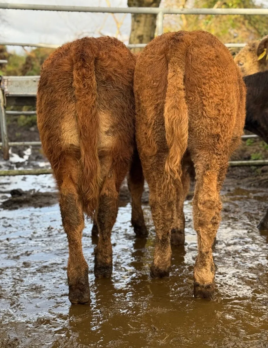 ⭐️6 Super Limousine Bull Weanlings⭐️ - Image 3