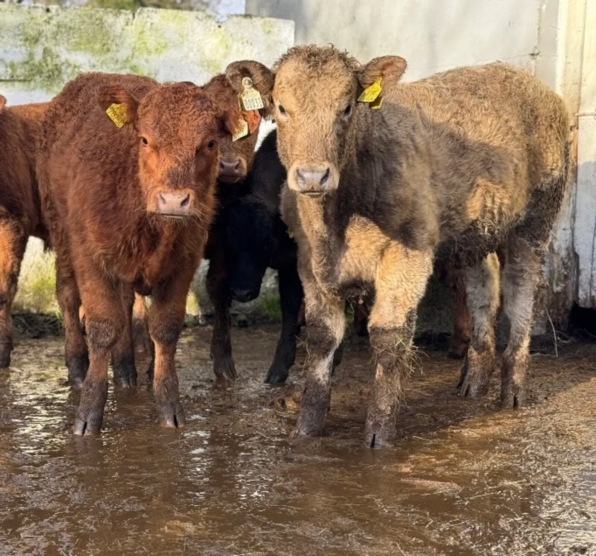 ⭐️6 Super Limousine Bull Weanlings⭐️ - Image 4