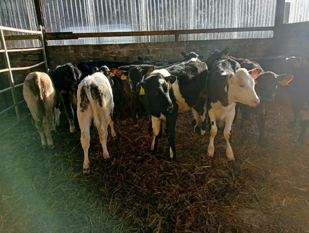 12 mixed breeds heifer's weaned - Image 1