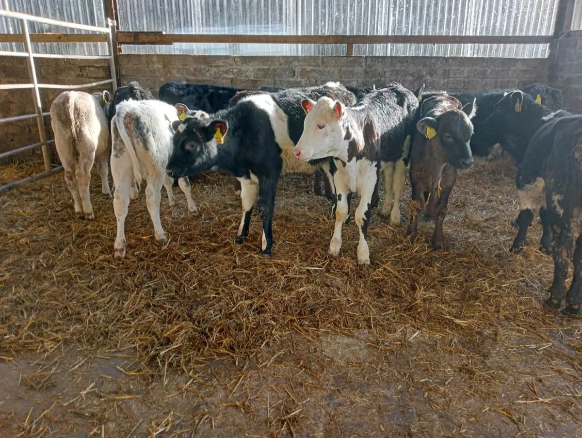 12 mixed breeds heifer's weaned - Image 2