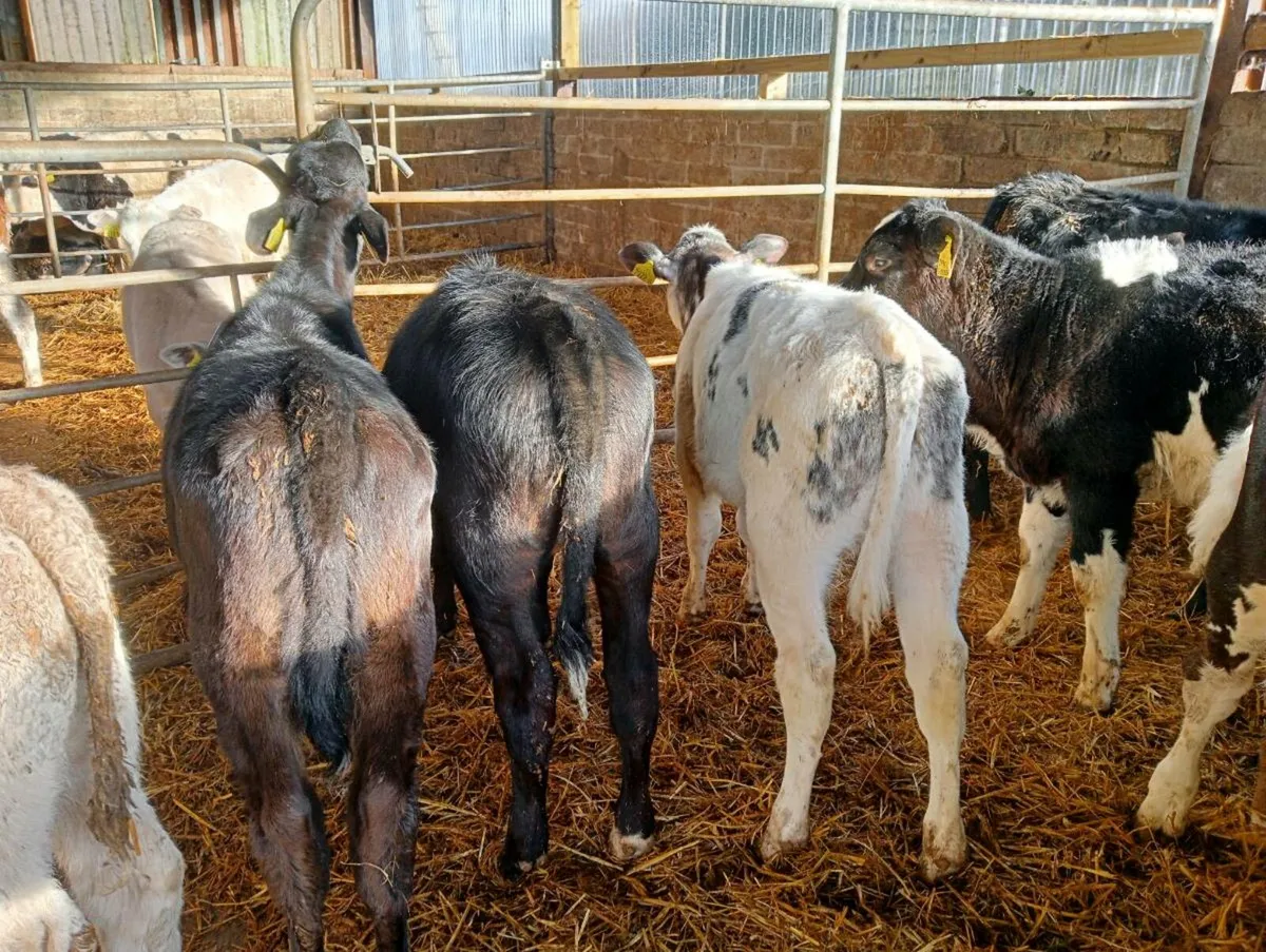 12 mixed breeds heifer's weaned - Image 3