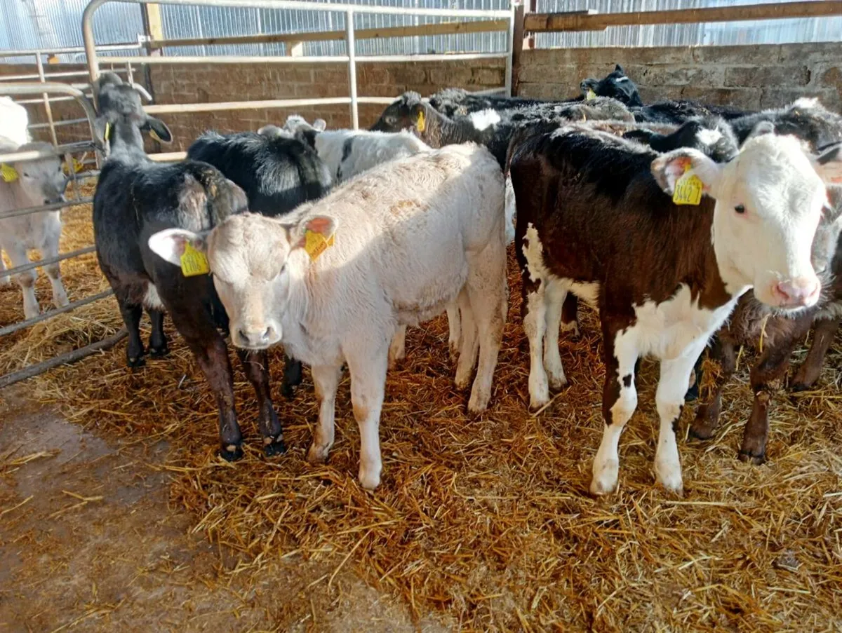12 mixed breeds heifer's weaned - Image 4