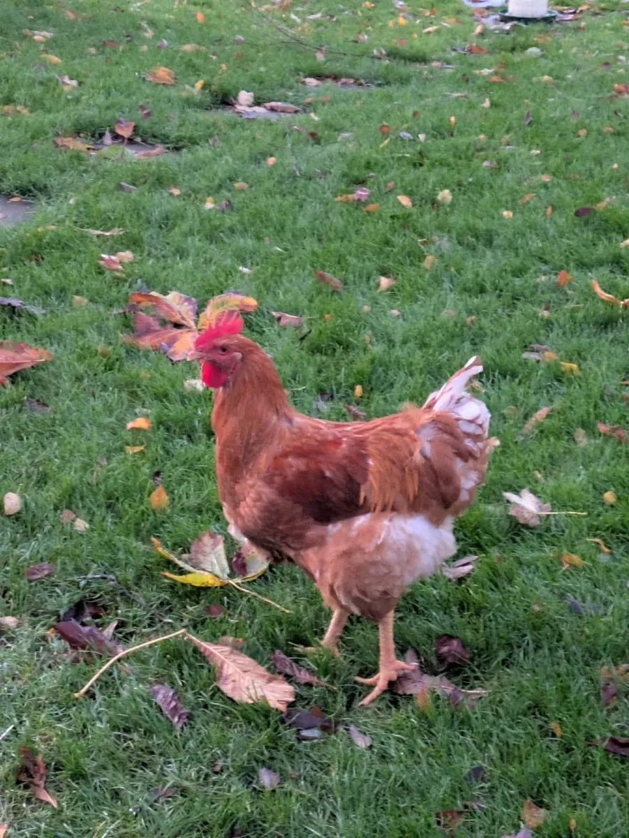 Roosters x2 - Image 2