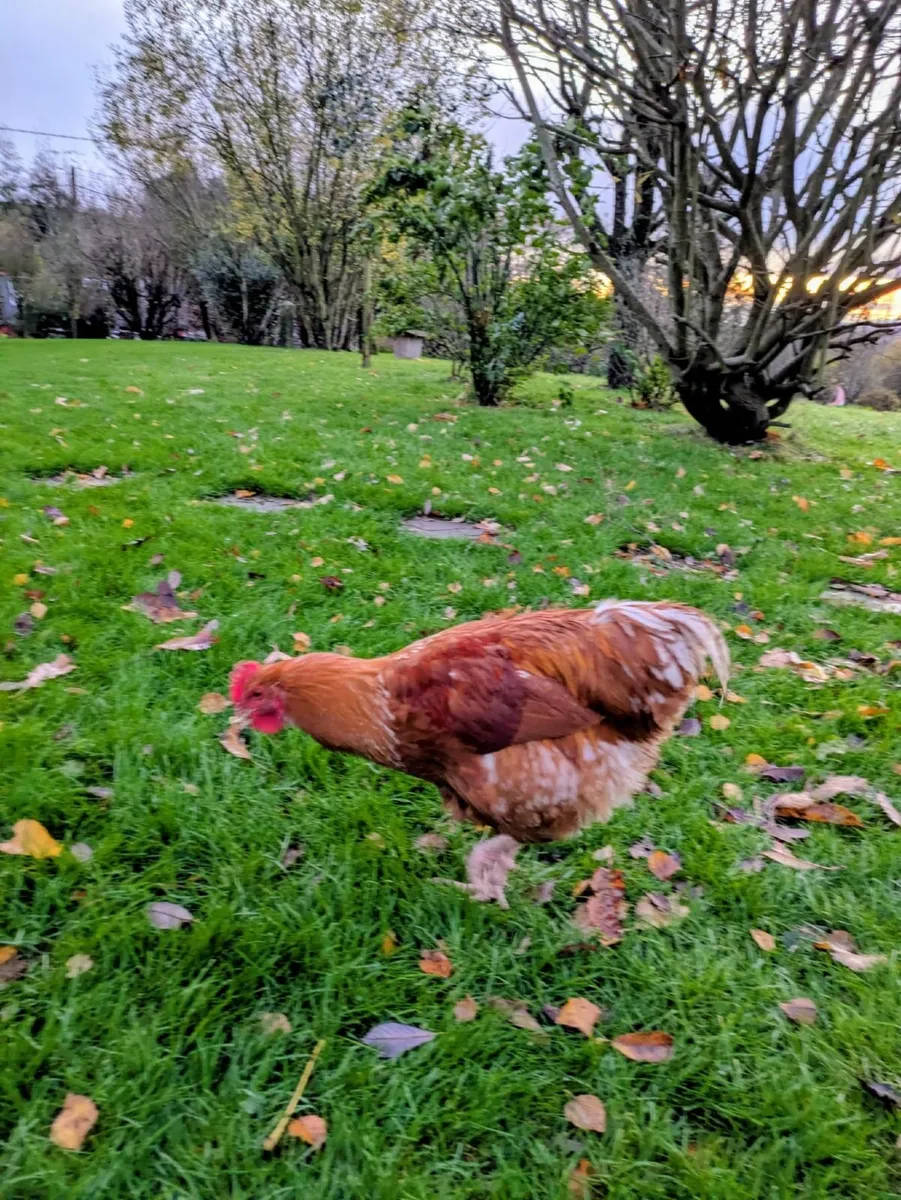 Roosters x2 - Image 3