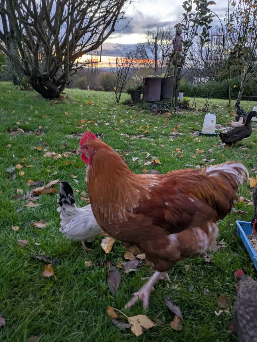 Roosters x2 - Image 4