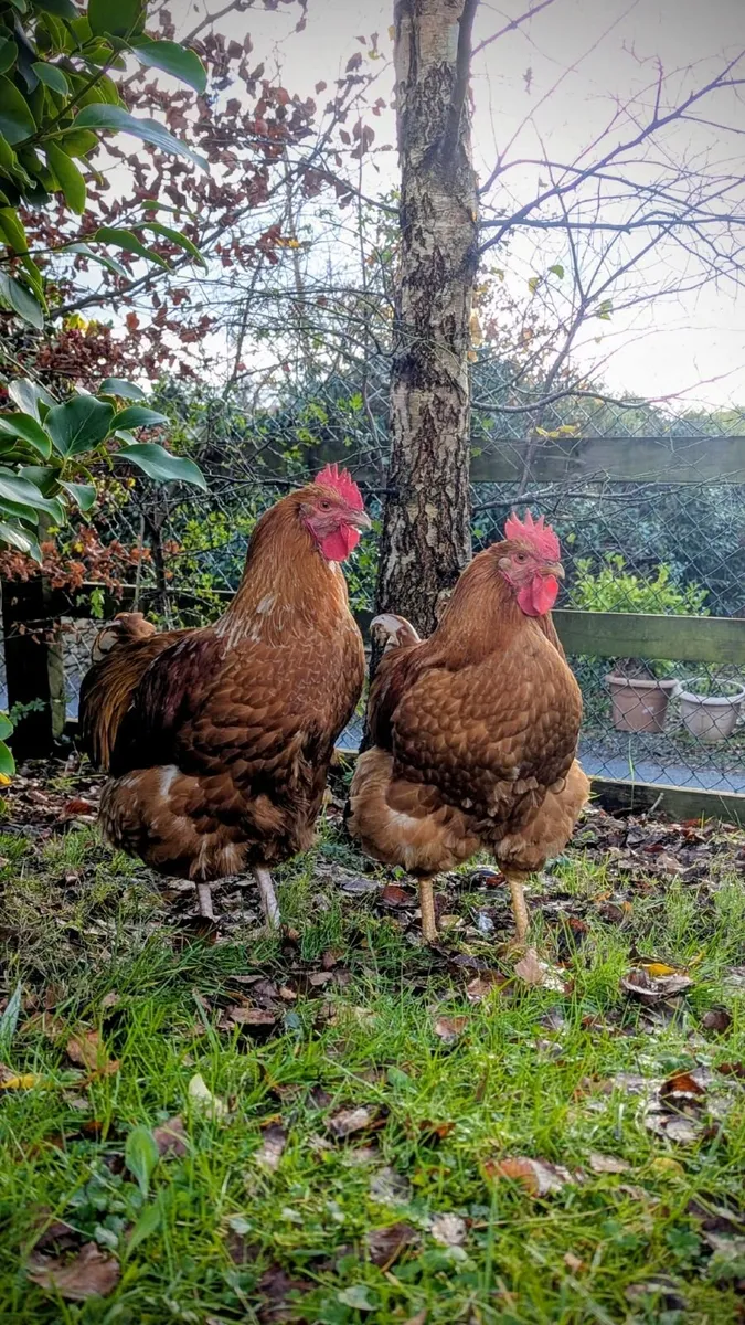 Roosters x2 - Image 1