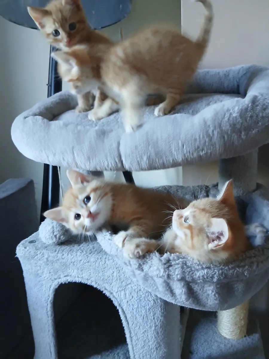 Kittens - Image 1