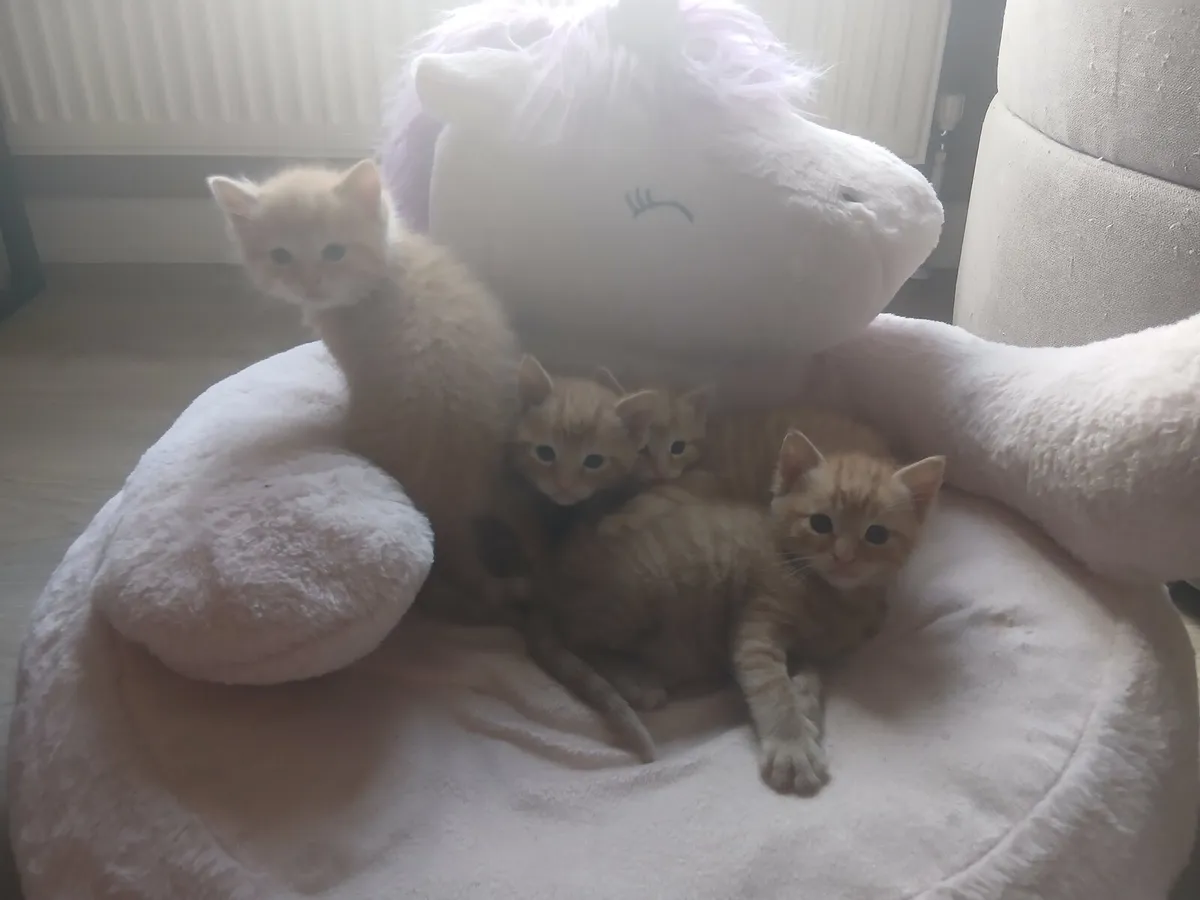 Kittens - Image 2