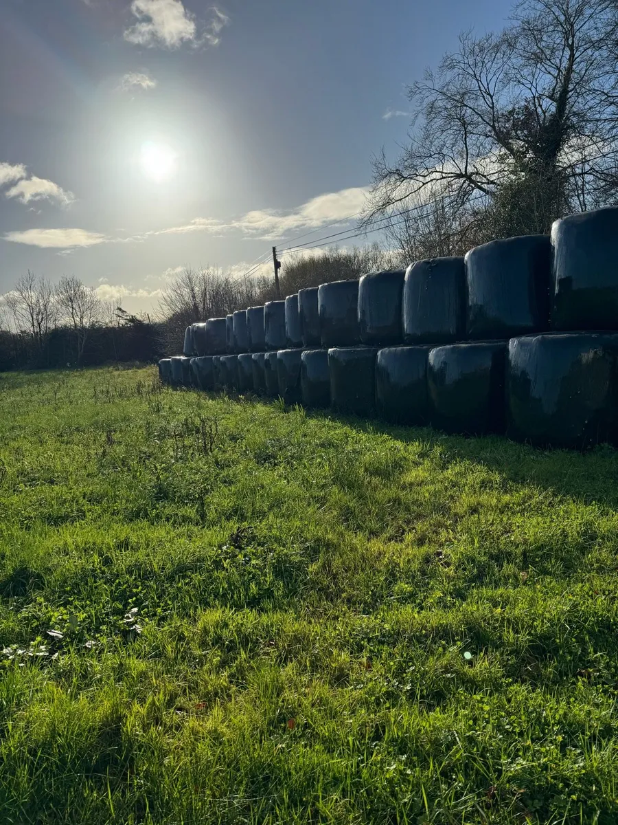 Silage Bales - Image 1