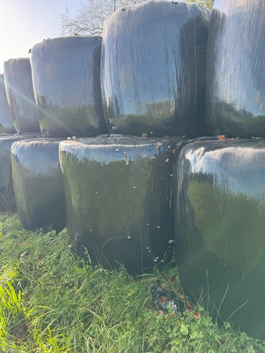 Silage Bales - Image 2
