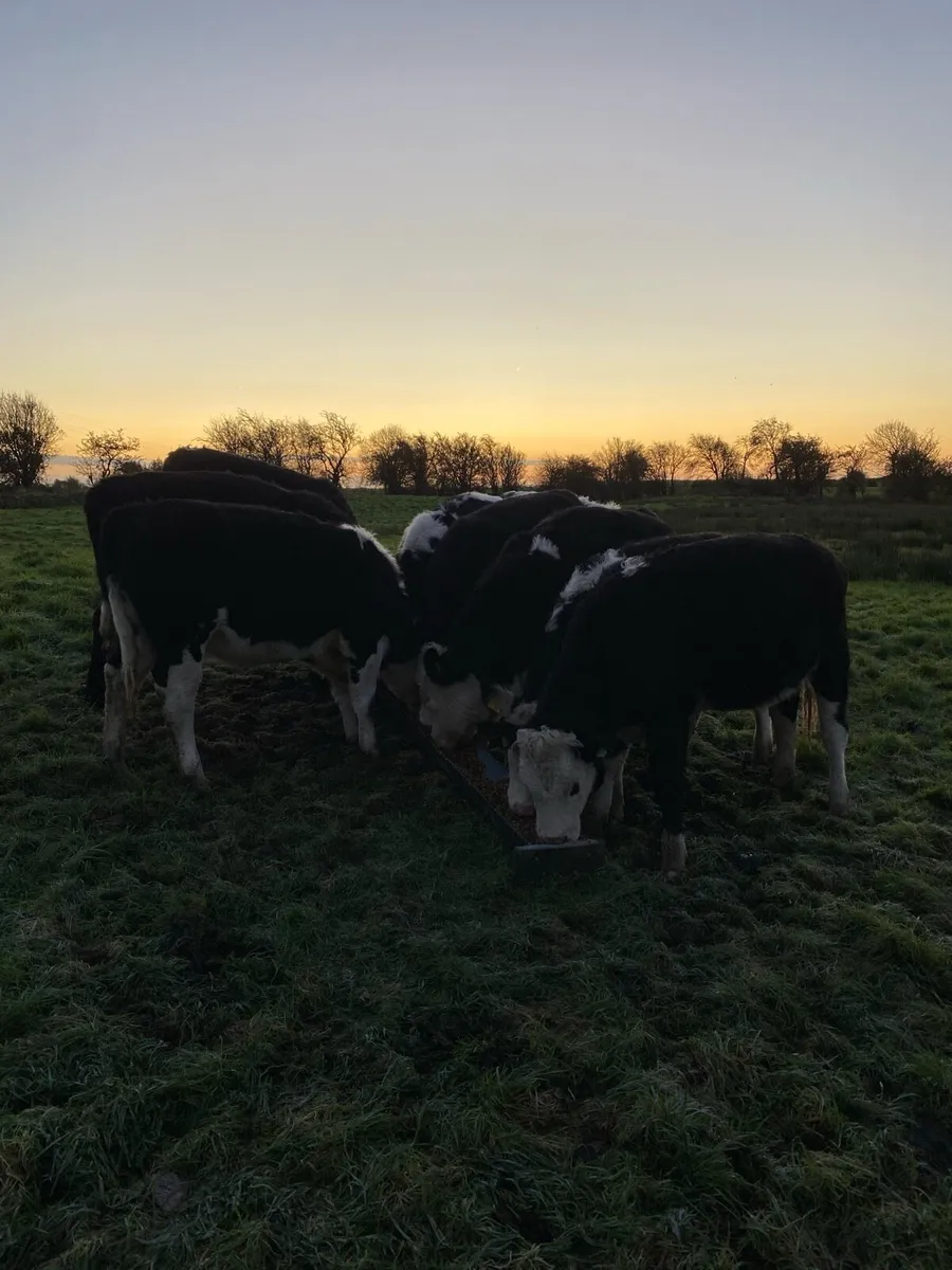 Hereford heifers - Image 1