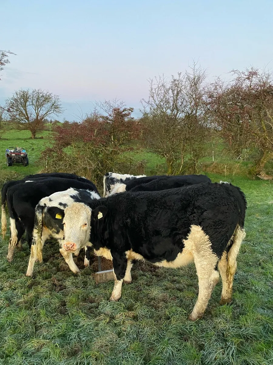 Hereford heifers - Image 2