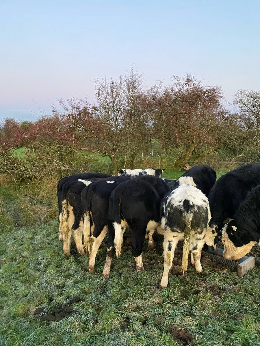 Hereford heifers - Image 3