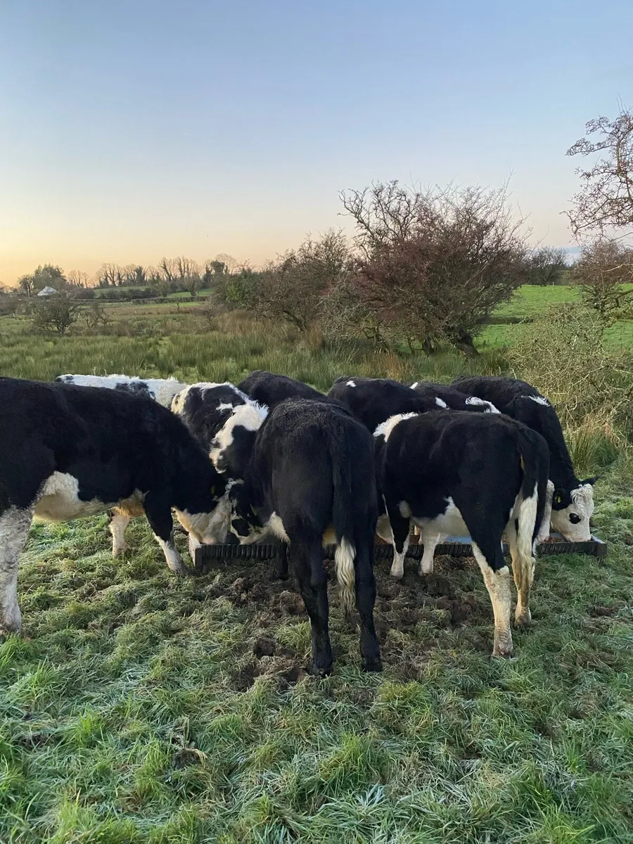 Hereford heifers - Image 4