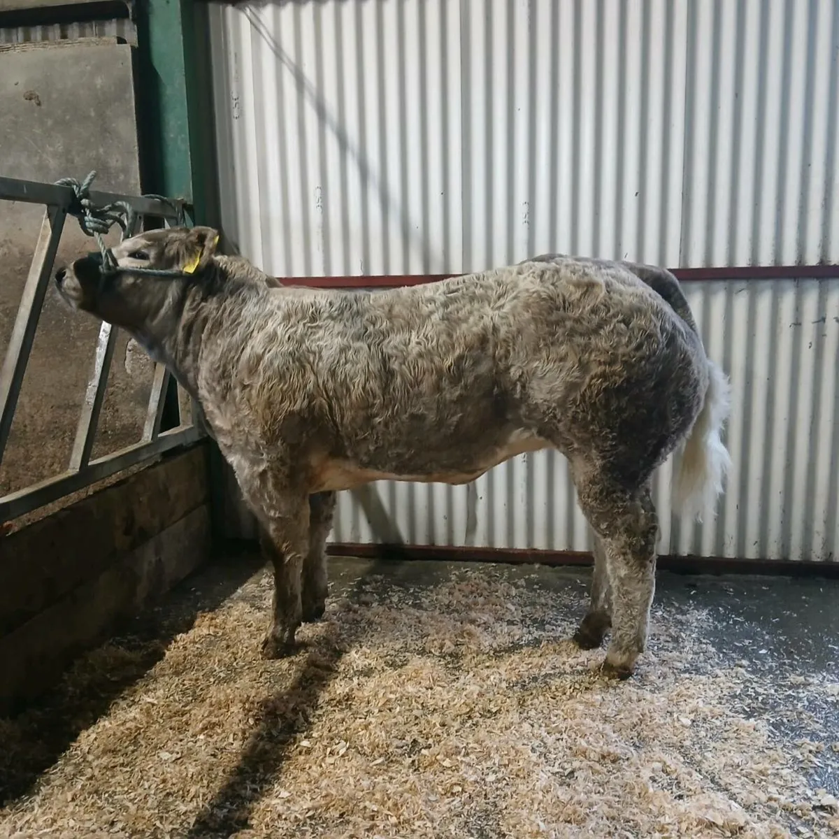 💥💥💥Show Calf💥💥💥 - Image 1