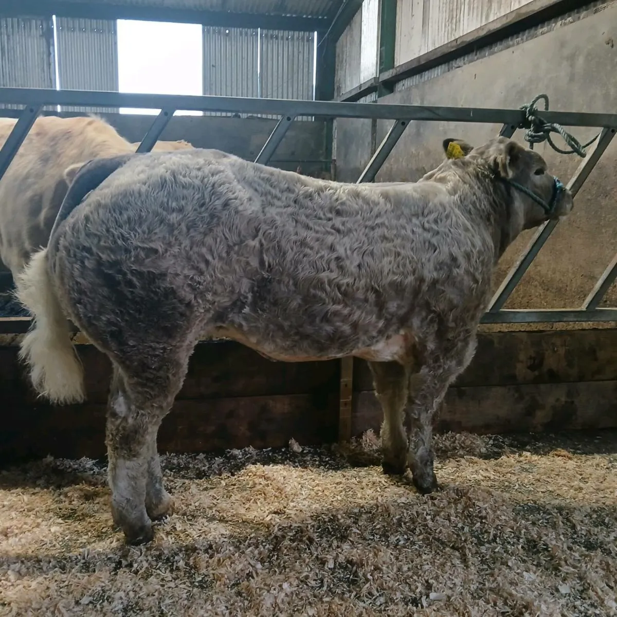 💥💥💥Show Calf💥💥💥 - Image 2