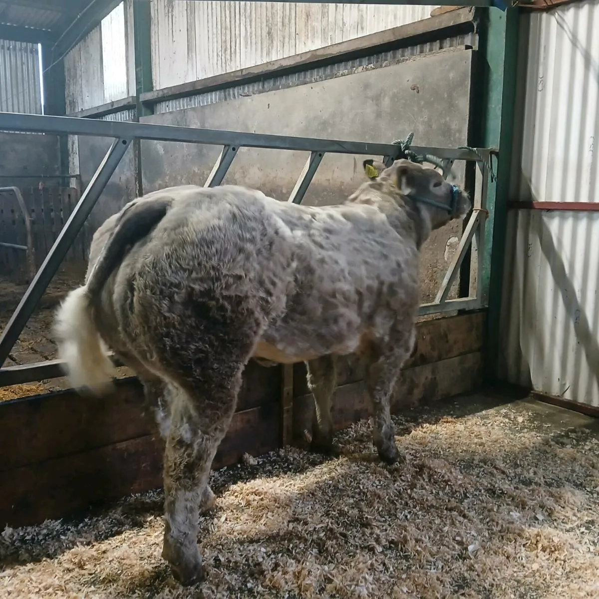 💥💥💥Show Calf💥💥💥 - Image 3