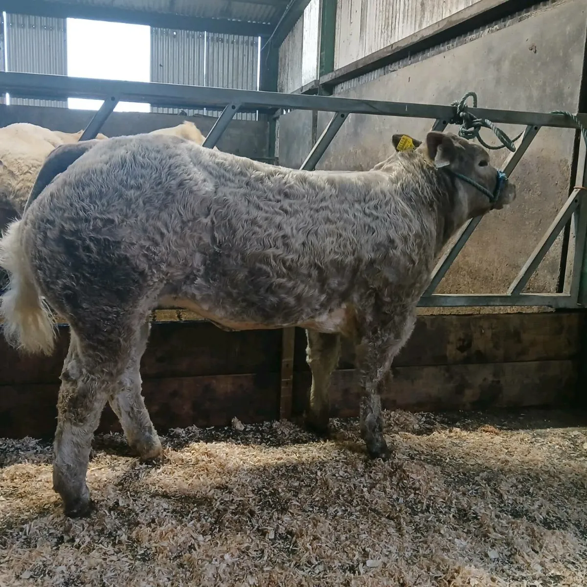 💥💥💥Show Calf💥💥💥 - Image 4