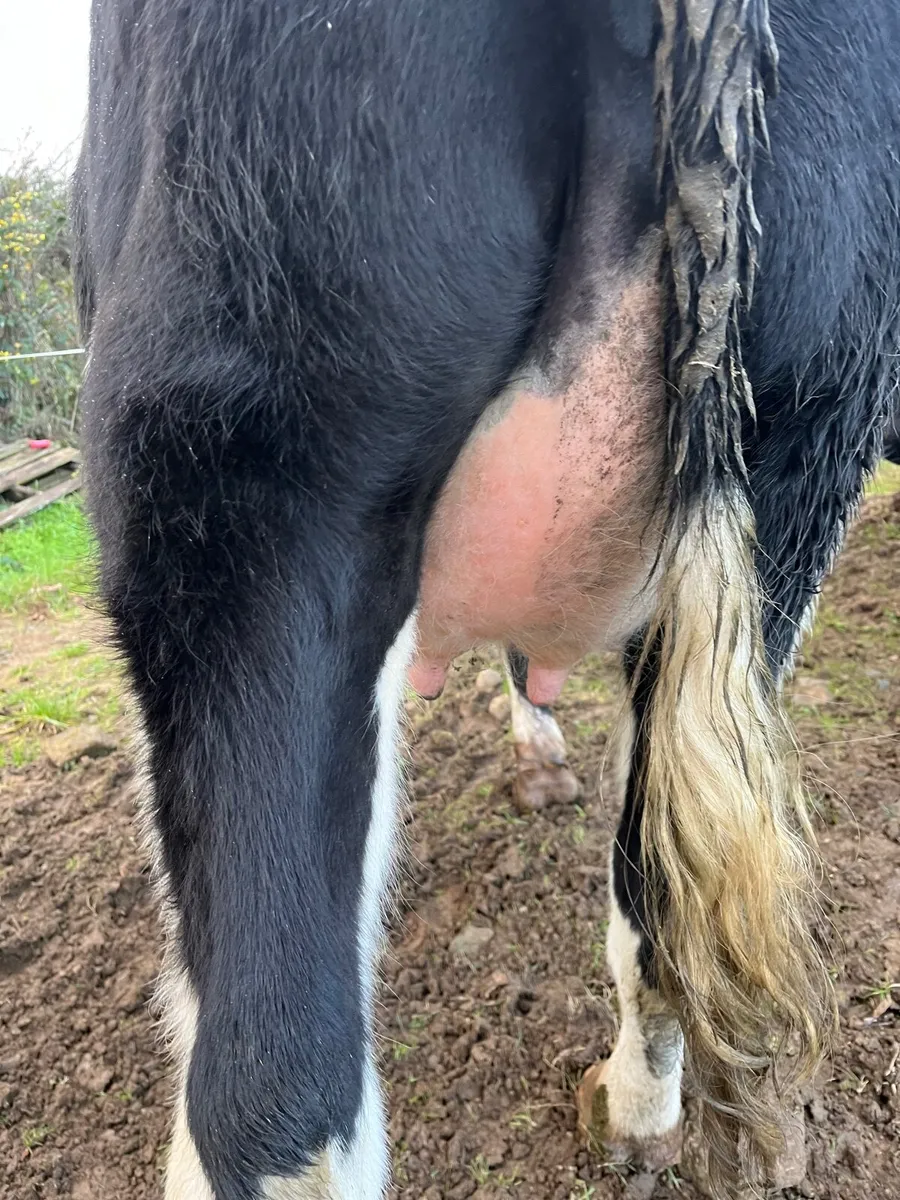 Dairy cattle - Image 1