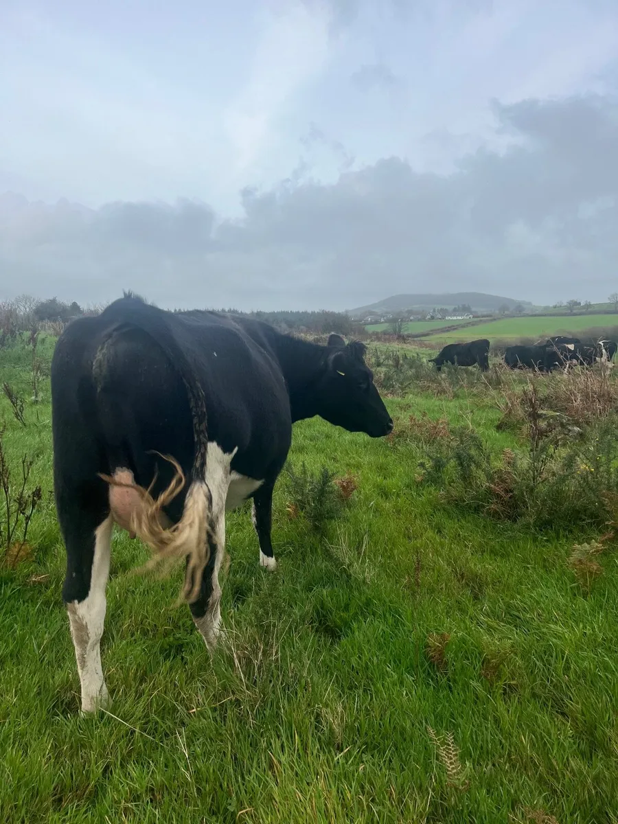 Dairy cattle - Image 2