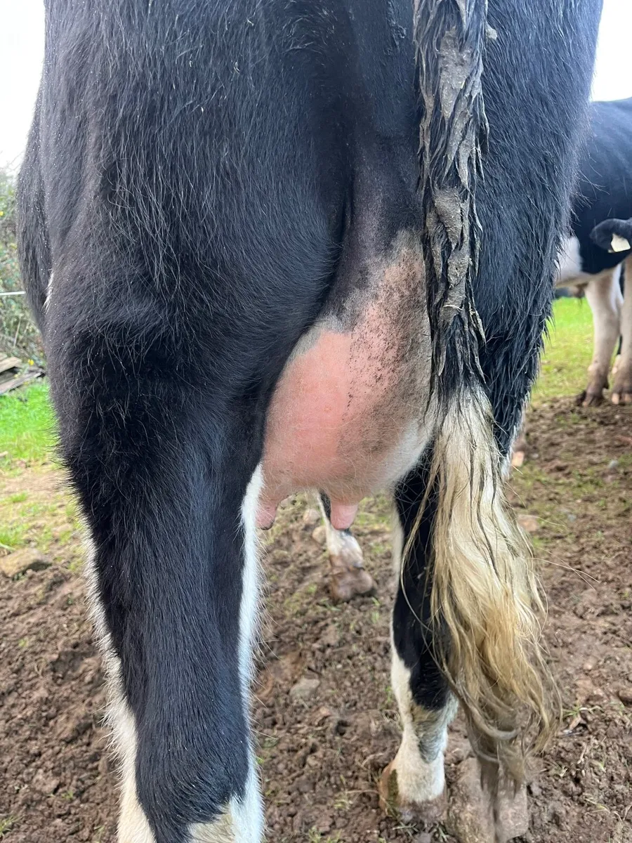 Dairy cattle - Image 3