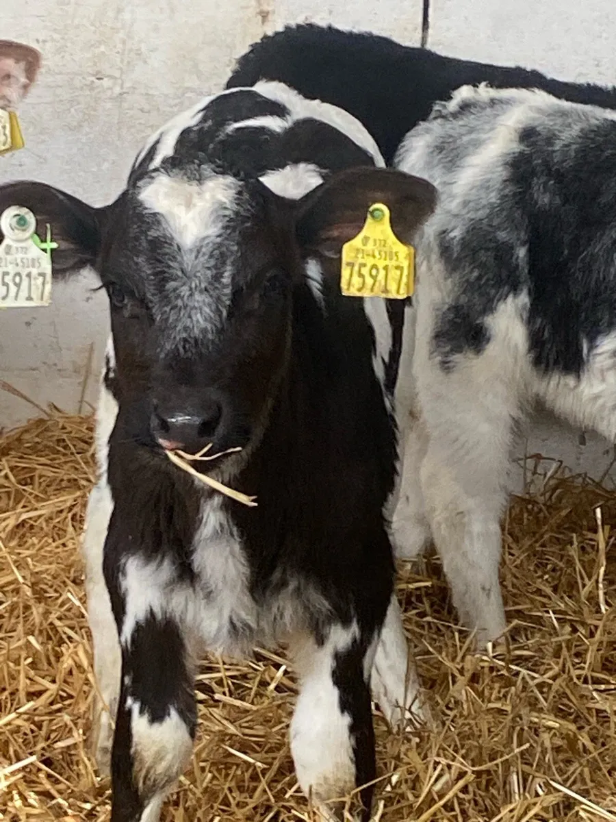 8 TOP QUALITY AI BRED CONTANITAL HEIFER CALVES - Image 1