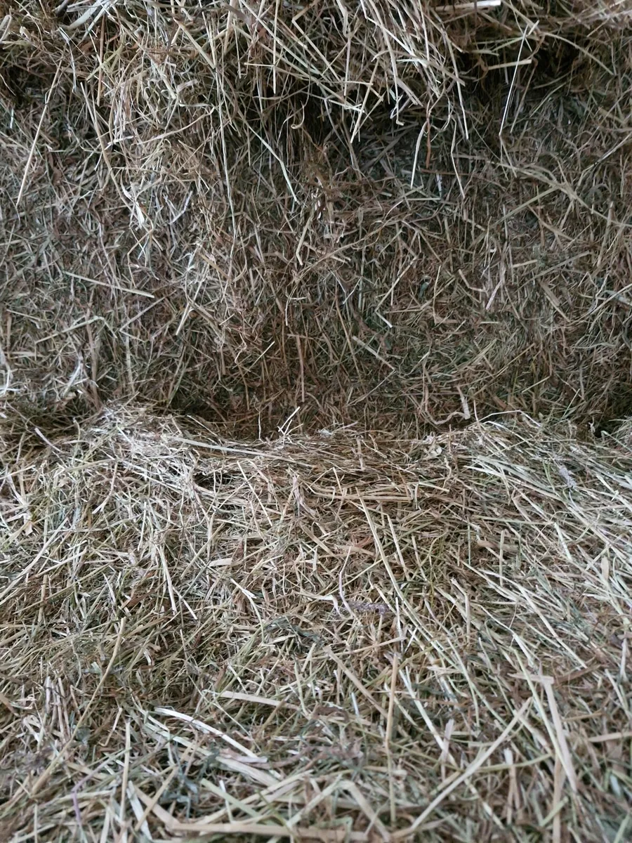 Hay for Sale - Image 1