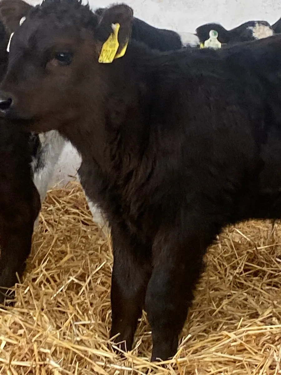 8 TOP QUALITY AI BRED CONTANITAL HEIFER CALVES - Image 2