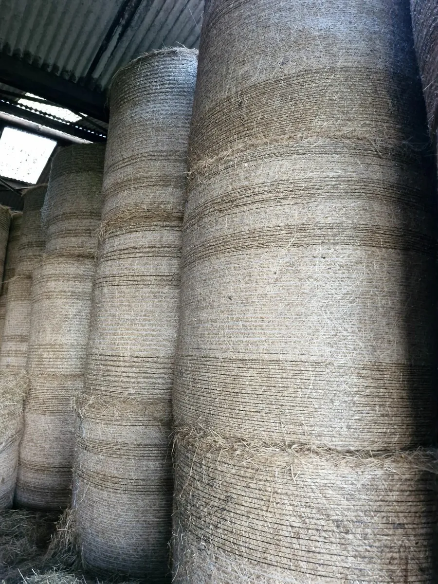 Hay for Sale - Image 2