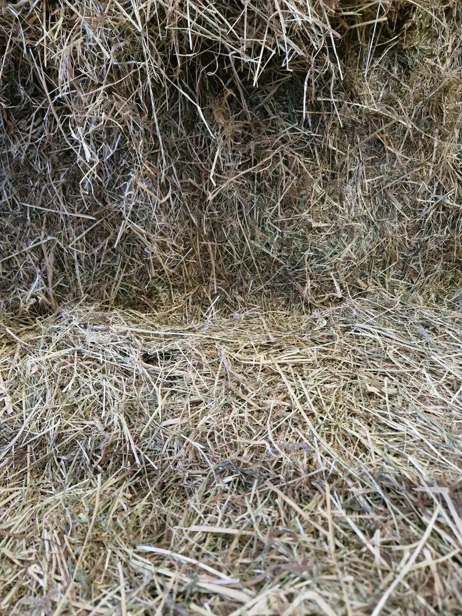 Hay for Sale - Image 3