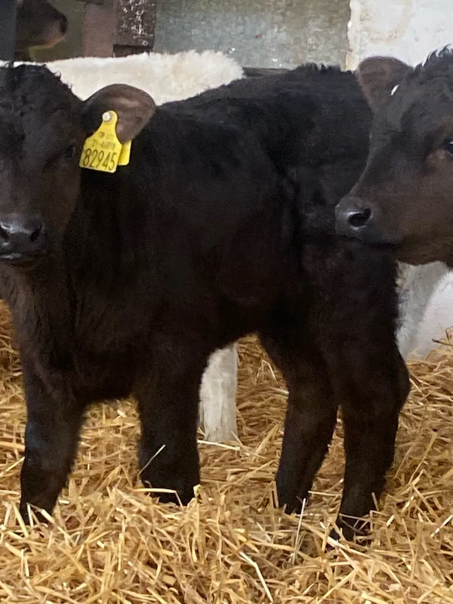 8 TOP QUALITY AI BRED CONTANITAL HEIFER CALVES - Image 3