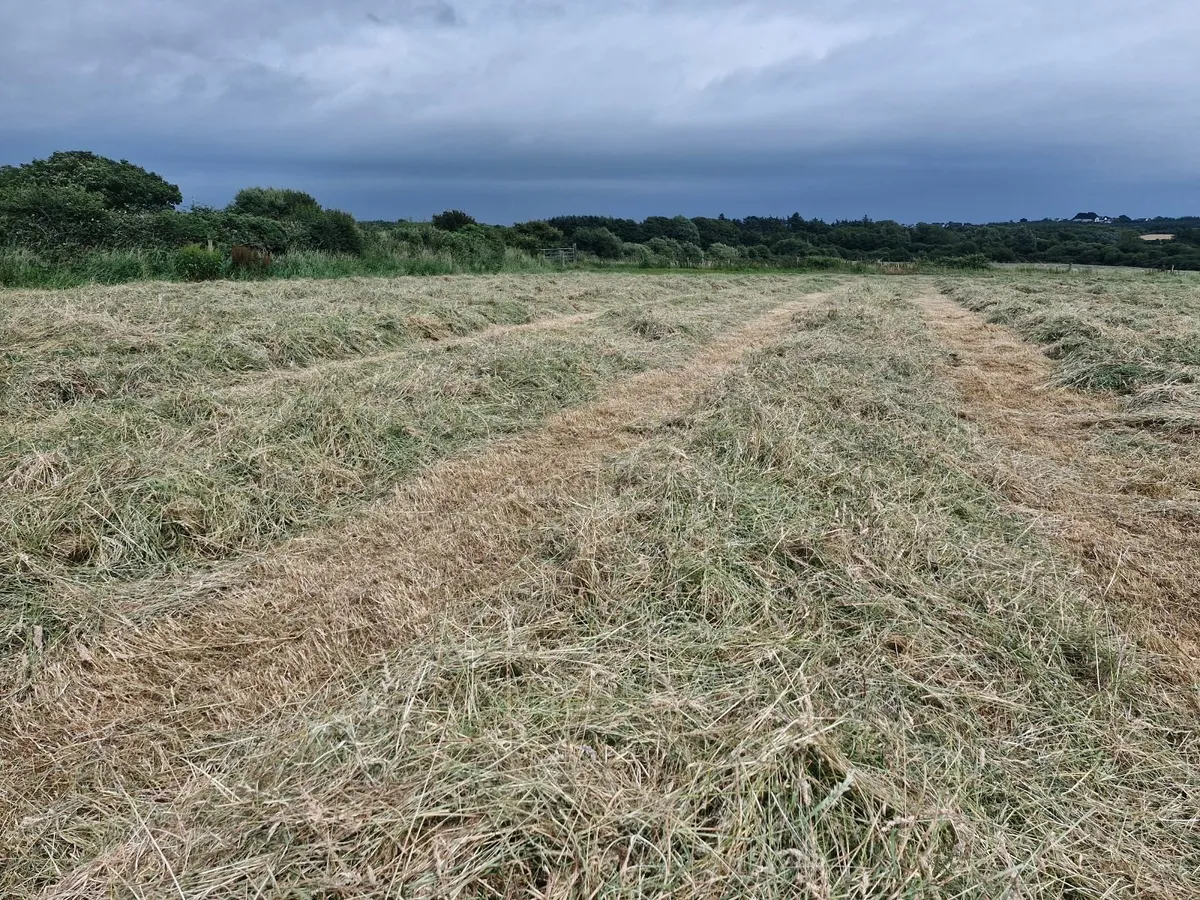 Hay for Sale - Image 4