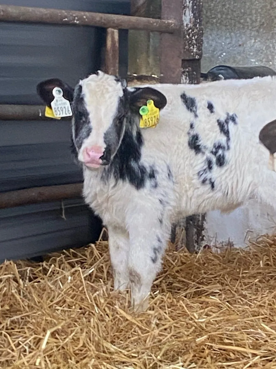 8 TOP QUALITY AI BRED CONTANITAL HEIFER CALVES - Image 4