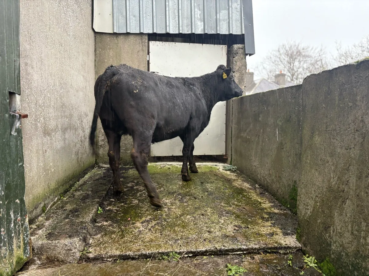 5 Star In Calf Heifer - Image 1