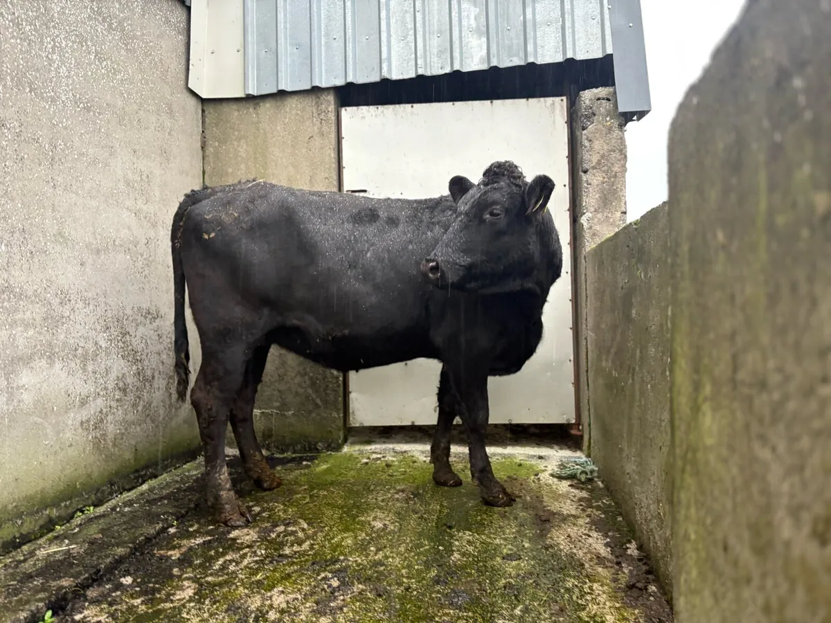 5 Star In Calf Heifer - Image 2