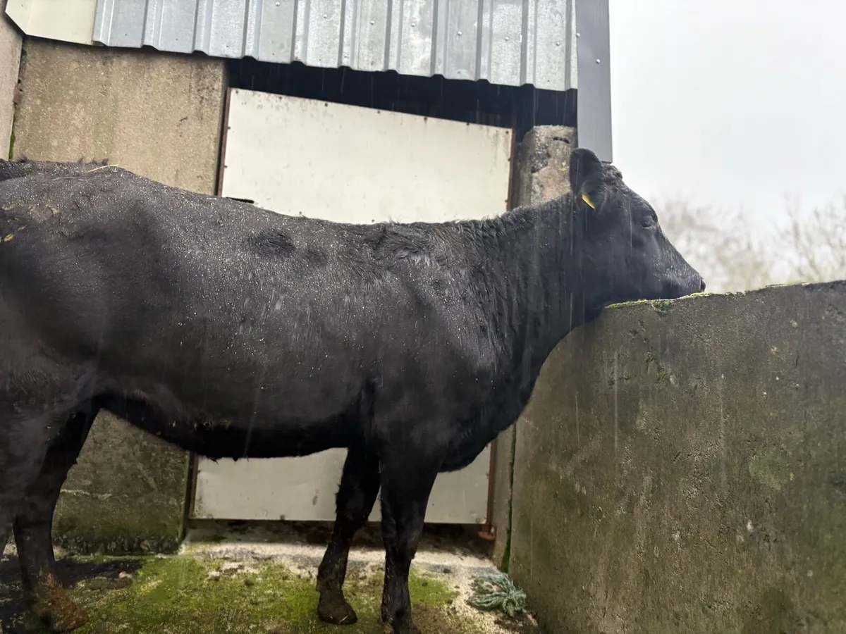 5 Star In Calf Heifer - Image 3