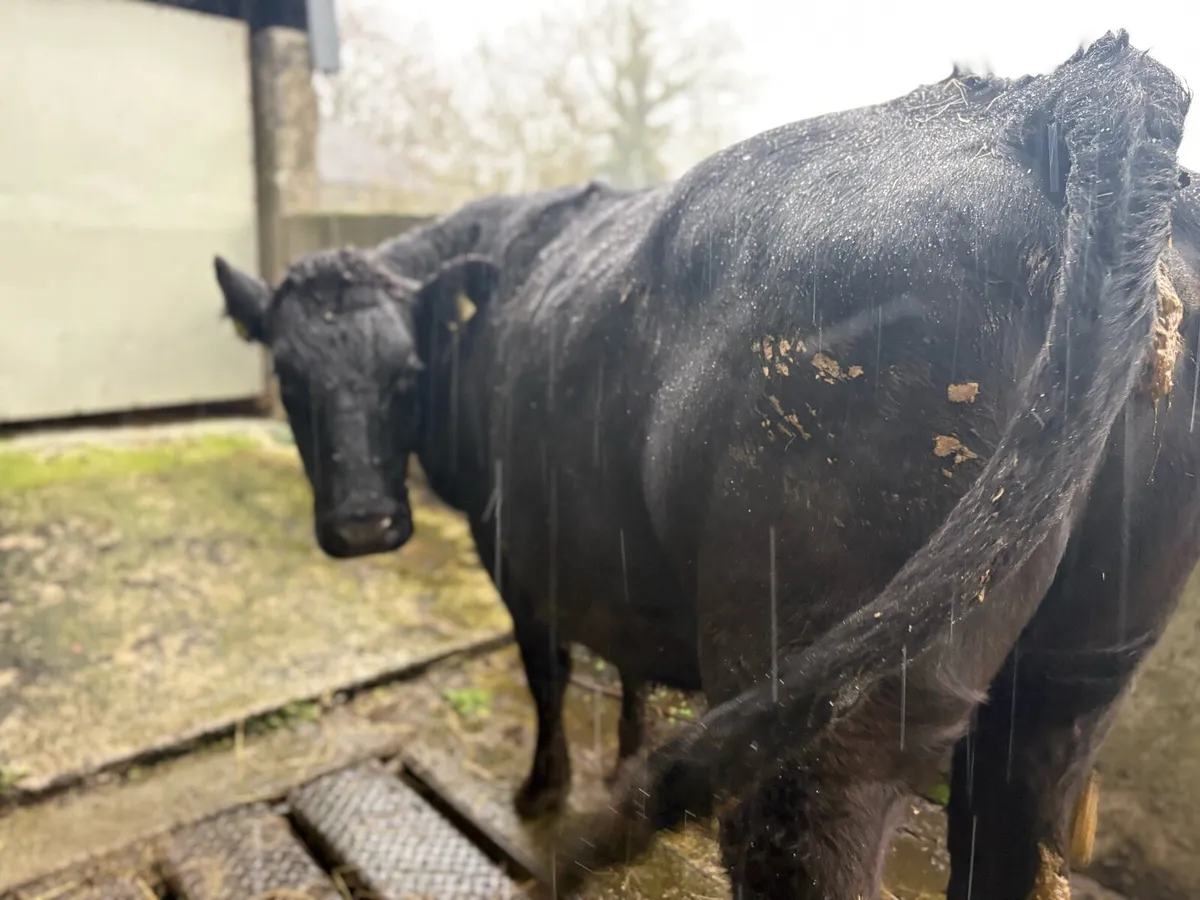 5 Star In Calf Heifer - Image 4