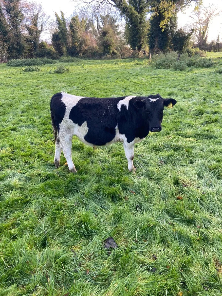 weaning bulls - Image 2