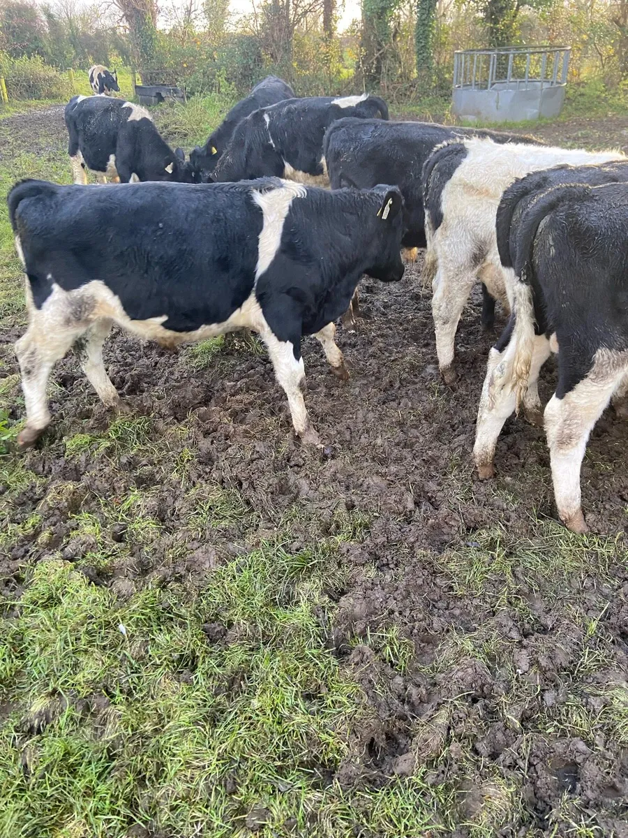 weaning bulls - Image 1