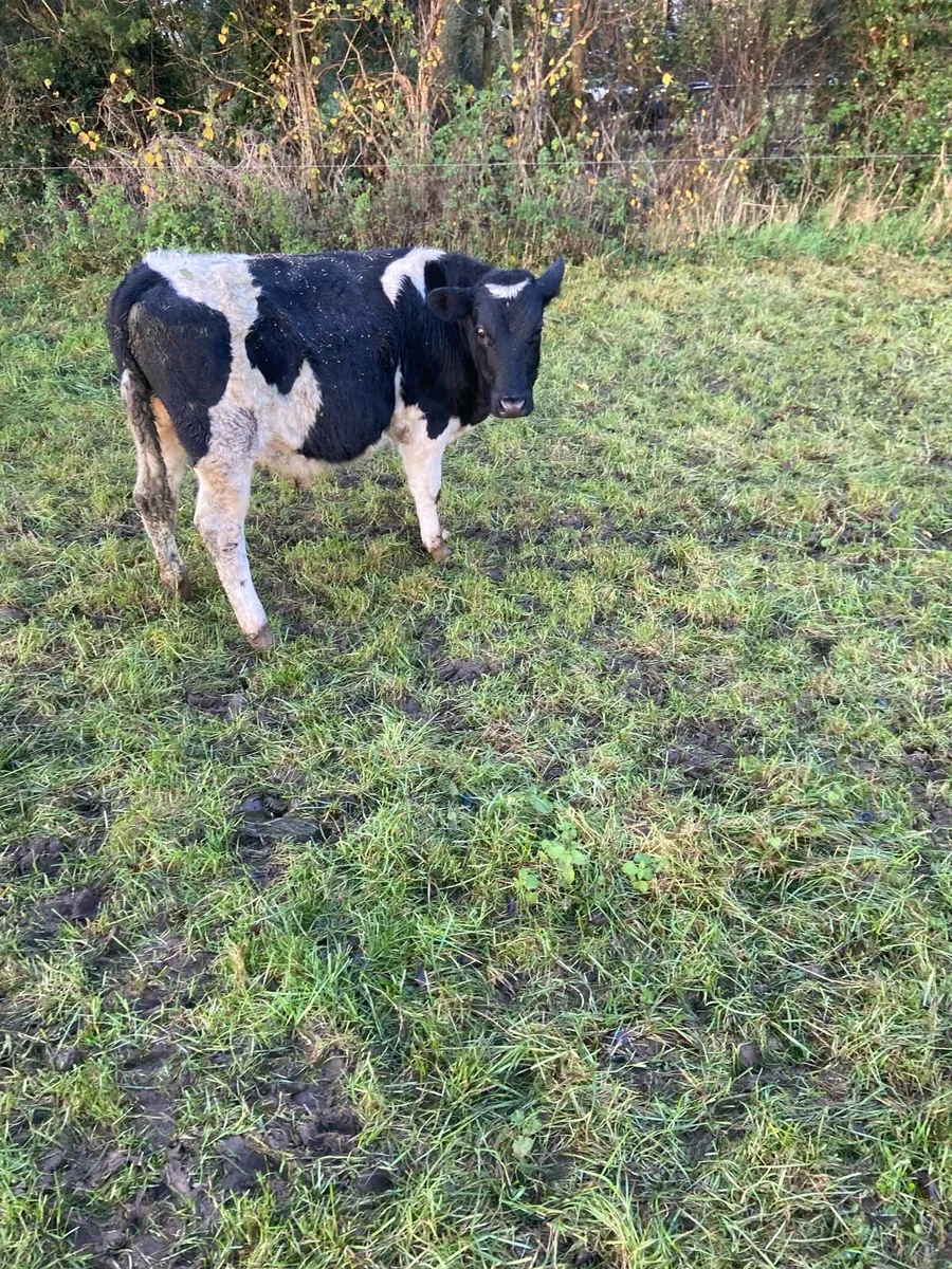 weaning bulls - Image 3