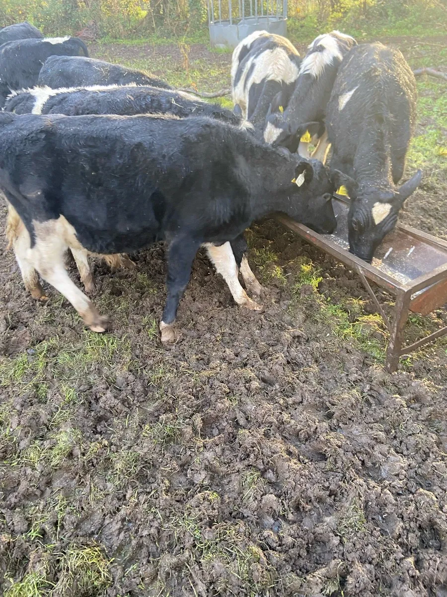 weaning bulls - Image 4