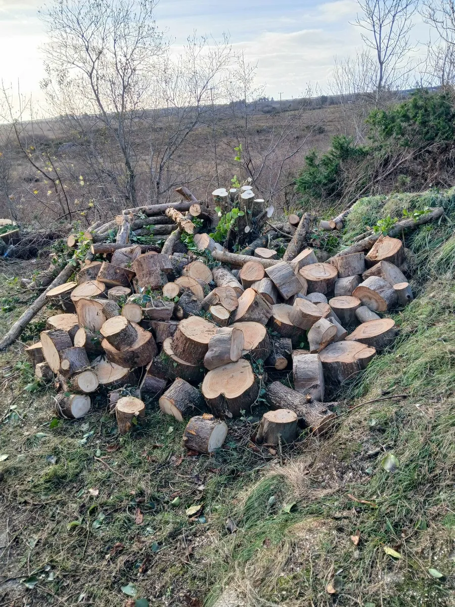 Firewood for sale can be delivered - Image 1