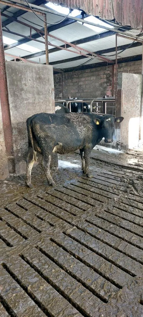 Calved heifer - Image 2