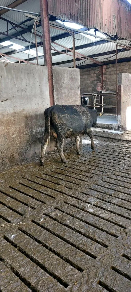 Calved heifer - Image 3