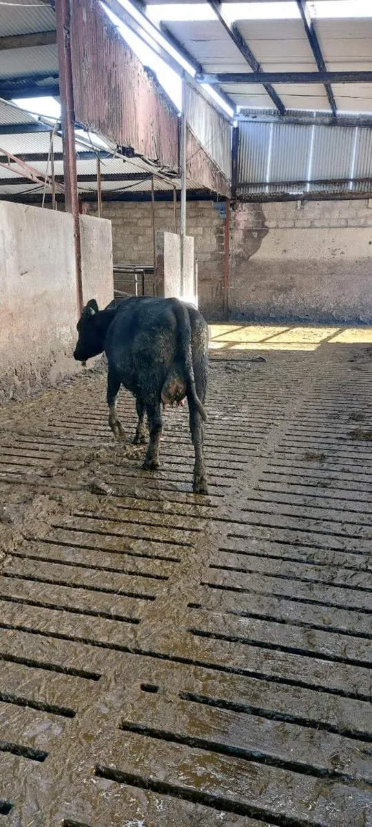 Calved heifer - Image 4