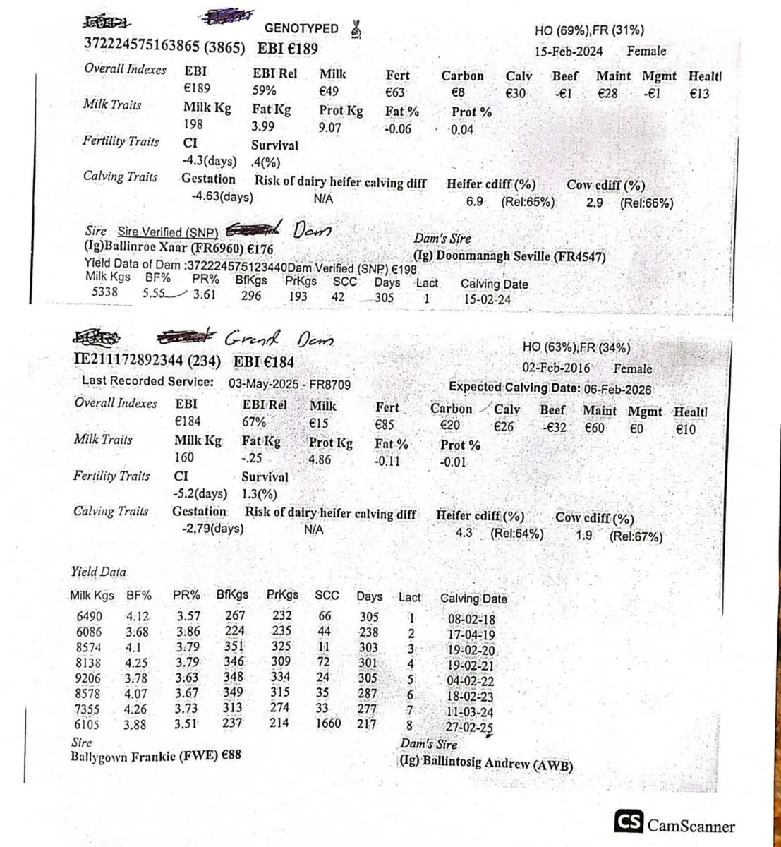 Calved heifer - Image 1