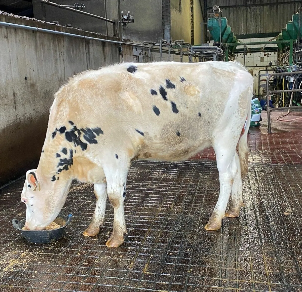 Holstein- Clondrohid Online Heifer sale - Image 4